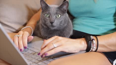 young woman browsing social media with her best friend fluffy gray cat in her lap