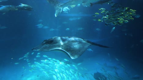 stingray swimming among fish in a blue underwater scene