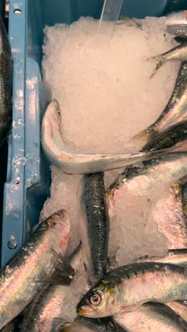 fresh sardines and crab on ice