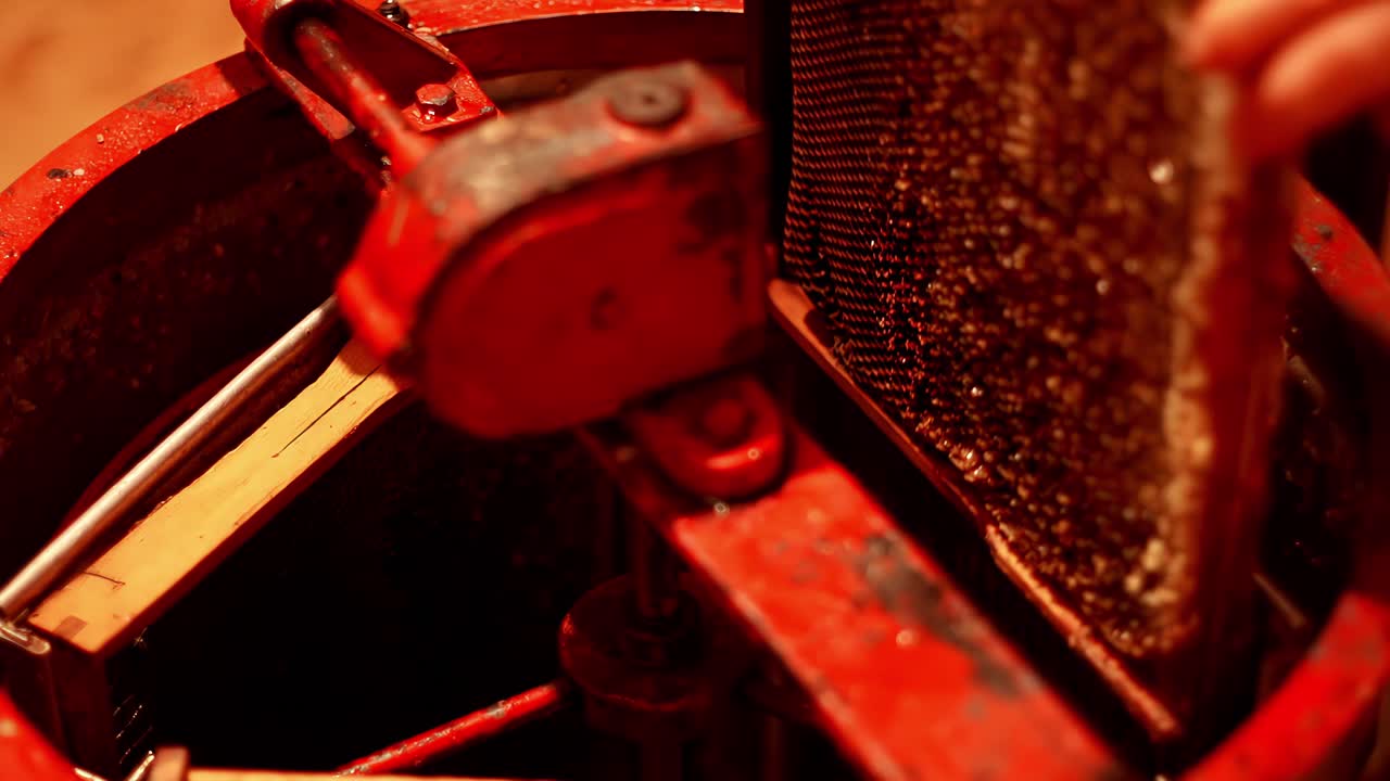 A beekeeper carefully places a honeycomb frame full of fresh honey into a mechanical extractor, preparing to spin it with centrifugal force to harvest the raw, golden liquid