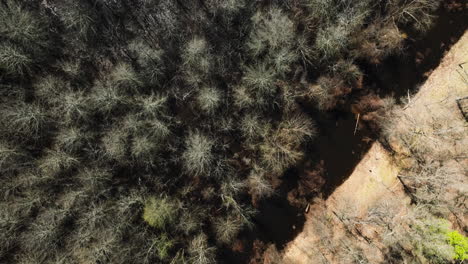 bosque y arroyos a través de la pradera en el área de gestión de vida silvestre del estado de bell slough, arkansas, estados unidos