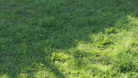 pateando una pelota de fútbol en el parque durante el día