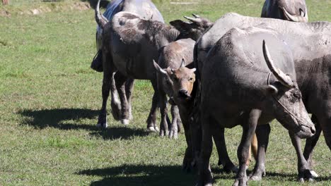 4k herd of thai buffalos walking around in field in thailand