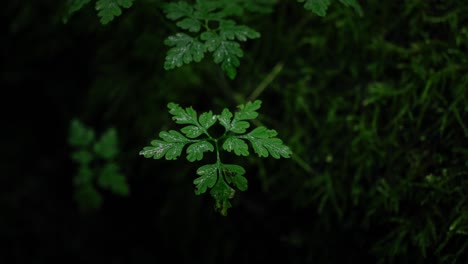 closeup of tiny leaves growing on moss covered tree stump in slight rain in a dark forest in middle europe