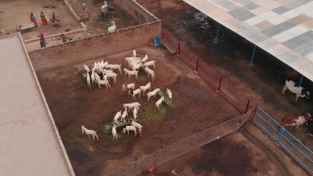 Drohnenaufnahme einer Luftansicht mehrerer Kühe in Sindh, Pakistan, die auf Gras weiden.