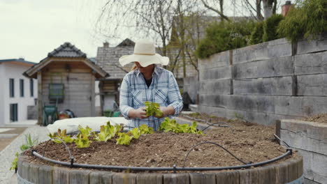 woman planting lettuce in a raised garden bed