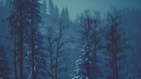 Misty-fog-in-pine-forest-on-mountain-slopes