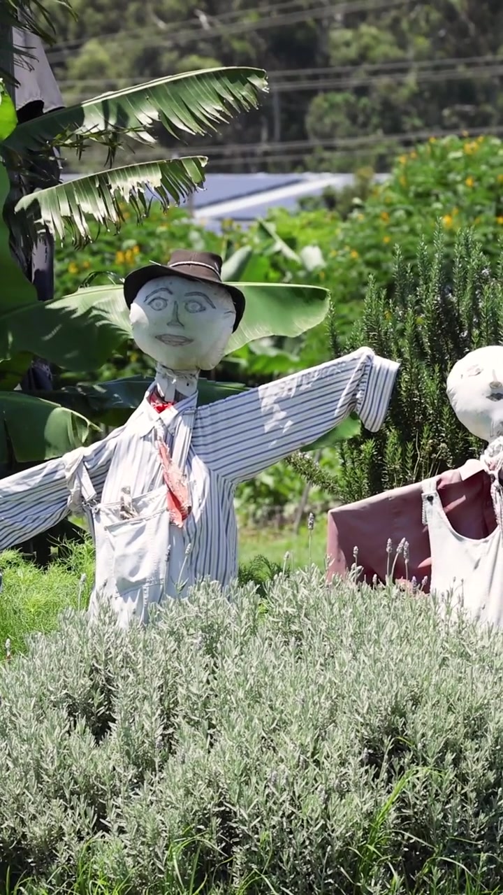 Static scarecrow amidst vibrant greenery and plants