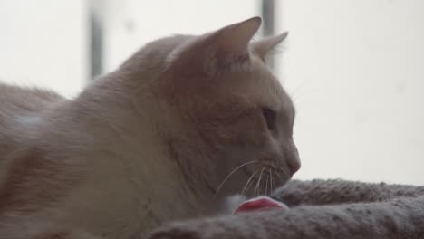 a close-up of a relaxed cat lying down indoors on a soft surface near a window