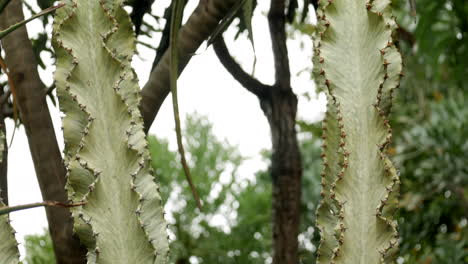 euforbia pálida, euforbia ammak cactus