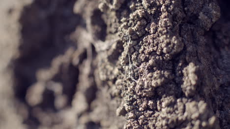 Tree-macro-texture.-Abstract-shot