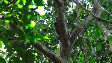 Hiding-behind-the-trunk-of-the-tree-while-looking-to-the-left-and-peeking,-Spectacled-Leaf-Monkey-Trachypithecus-obscurus,-Thailand