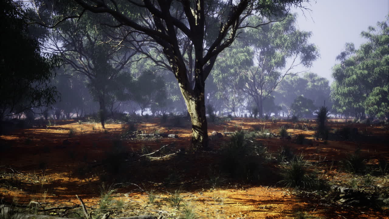 Lush forest landscape showcasing vibrant trees and earthy textures at dawn