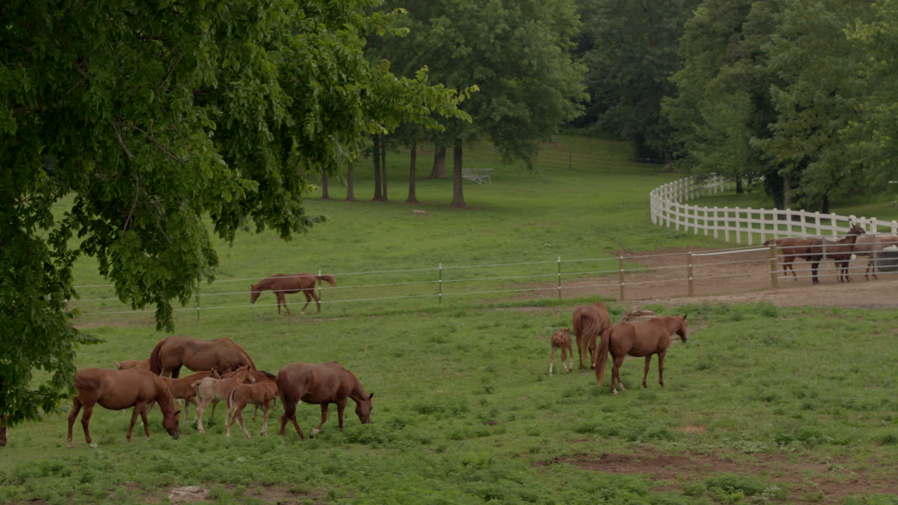 drone rise y pan de caballos y potros en un campo cerca de un granero en crooked creek