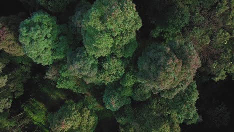 Toma-Aérea-De-Arriba-Hacia-Abajo-De-Las-Copas-De-Los-árboles-De-Un-Bosque-Denso-De-Color-Verde-En-La-Montaña