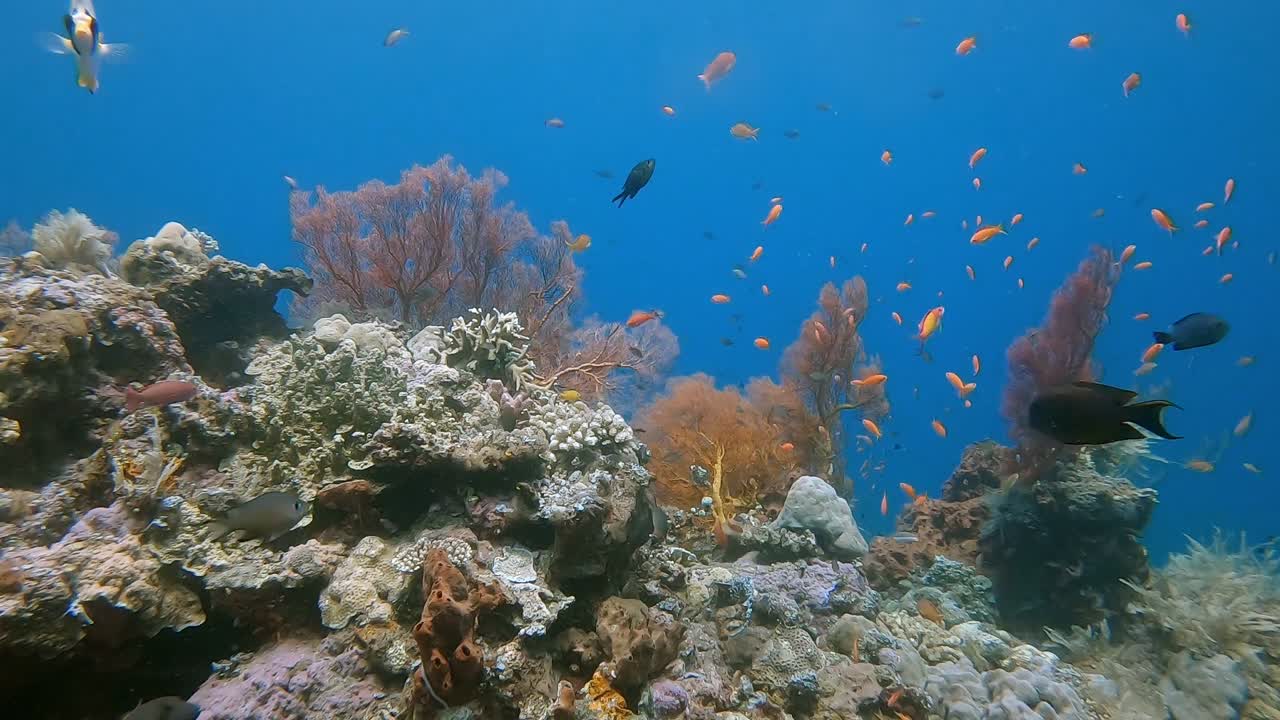 una colorida escena de arrecife de coral tropical con peces de arrecife