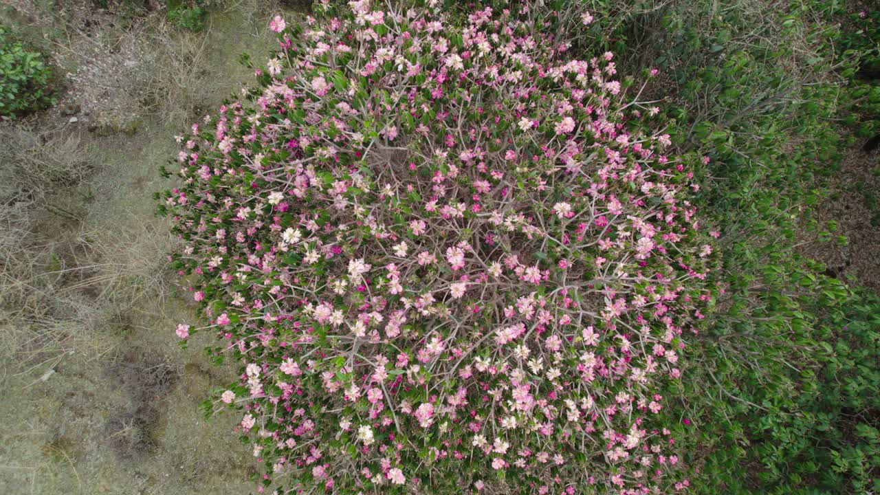 레드 로도덴드론 라리구란 - 네팔의 정글