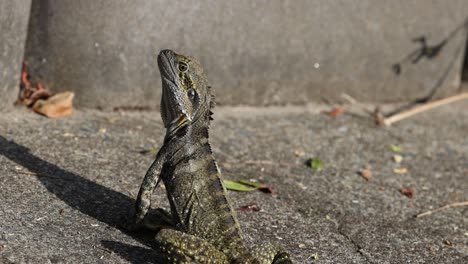 a lizard enjoys warmth on a sunny day.