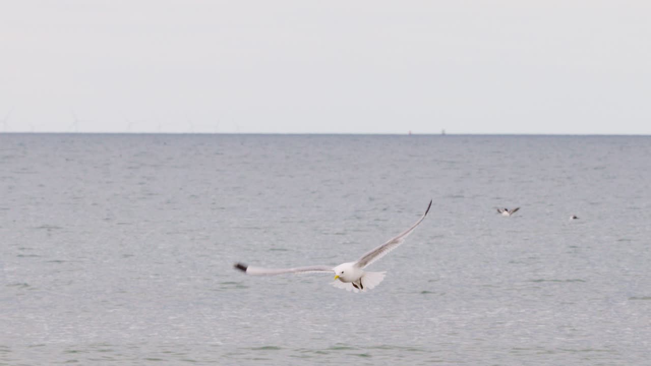A seagull soars and maneuvers above a tranquil sea, passing other gulls on the water. Soft, overcast daylight and steady camera capture the serene coastal scene
