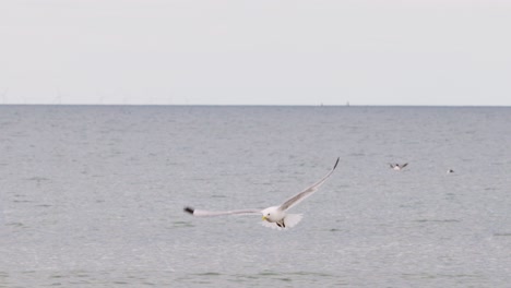a seagull soars and maneuvers above a tranquil sea, passing other gulls on the water. soft, overcast daylight and steady camera capture the serene coastal scene