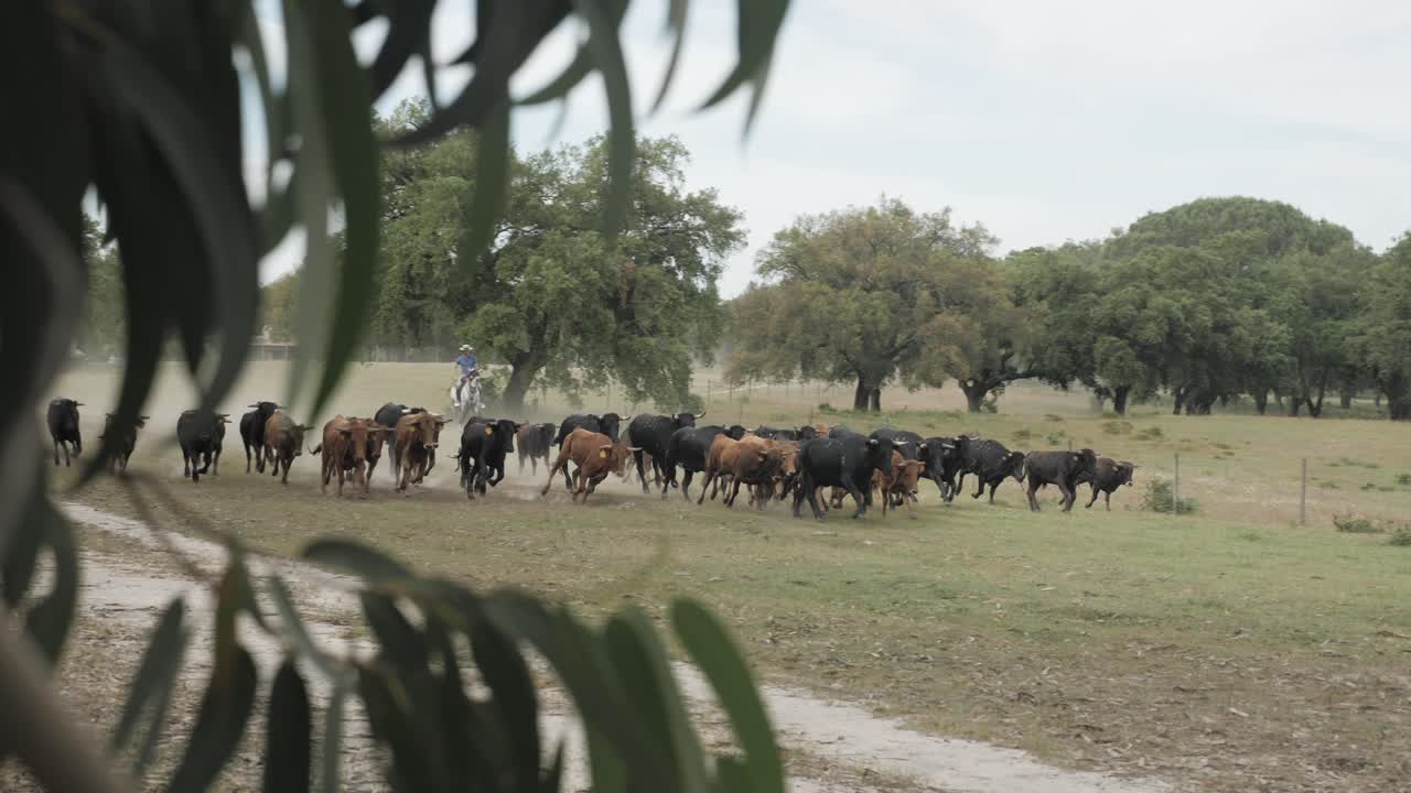 Mandria di bestiame in campagna