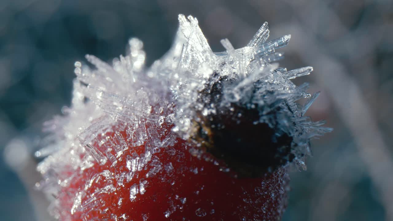 primo piano di una rosa canina congelata nel freddo del mattino, bella luce blu sui cristalli di brina