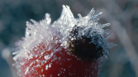 close up of a frozen rose hip in the cold of the morning, beautiful blue light on the frost crystals