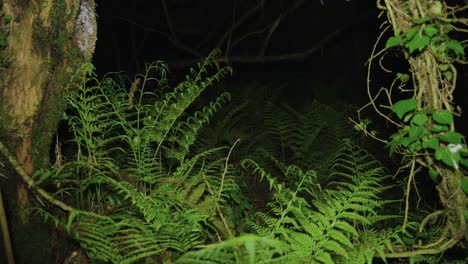 dark forest at night, ferns and mossy trees pan shot