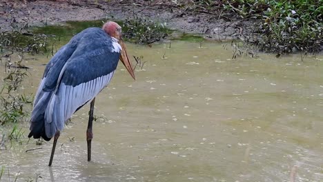 Greater-Adjutant,-Leptoptilos-dubius,-Thailand