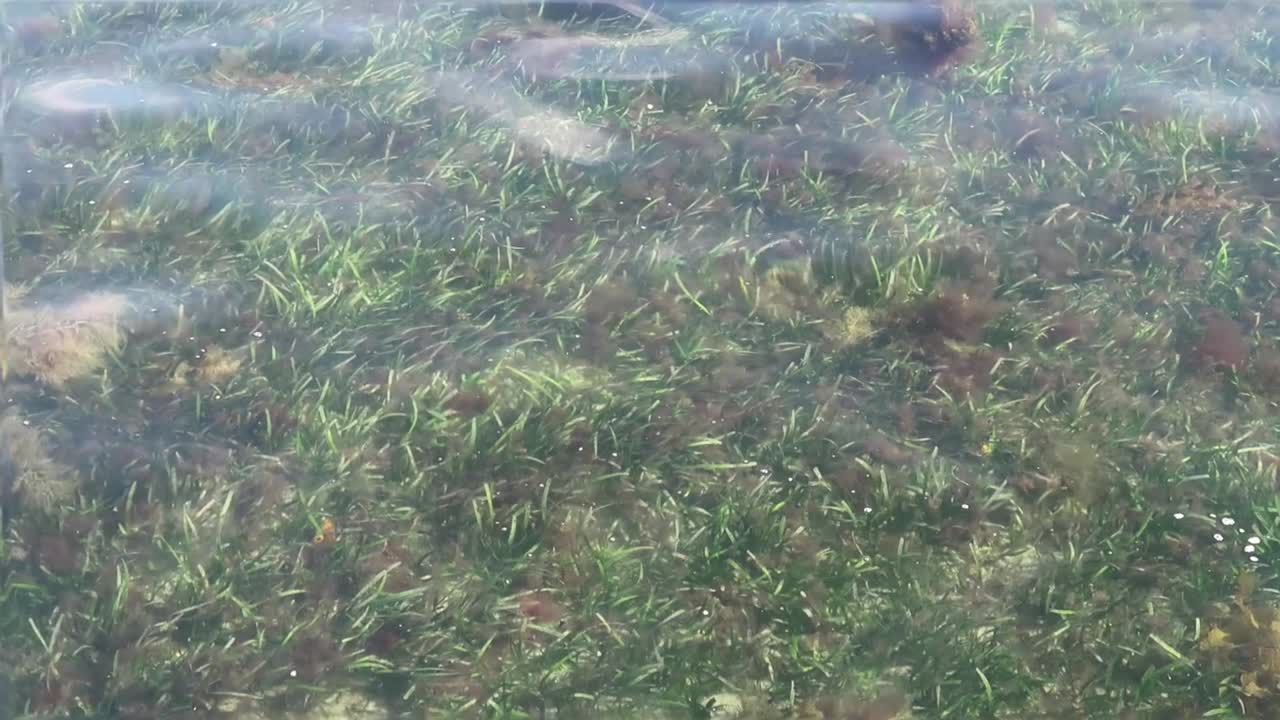 looking down through crystal clear sea water at the seaweed moving with the waves