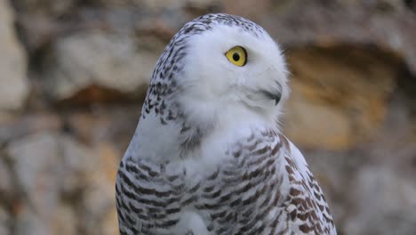 snowy owl (bubo scandiacus) is a large, white owl of the true owl family.it is sometimes also referred to, more infrequently, as the polar owl, white owl and the arctic owl.