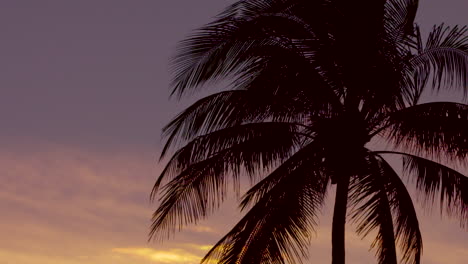 silhouette of a large palm tree against a colourful sunset background