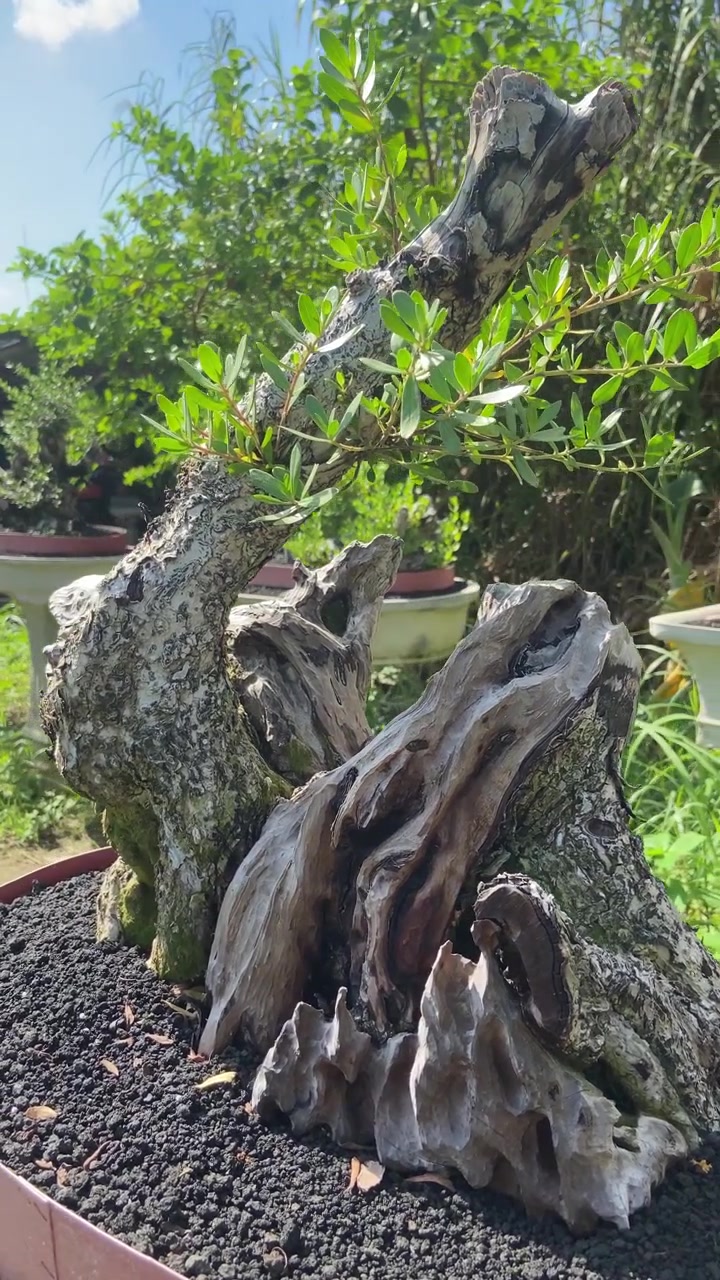 Albero bonsai artistico con tronco nodoso intricato e foglie verdi