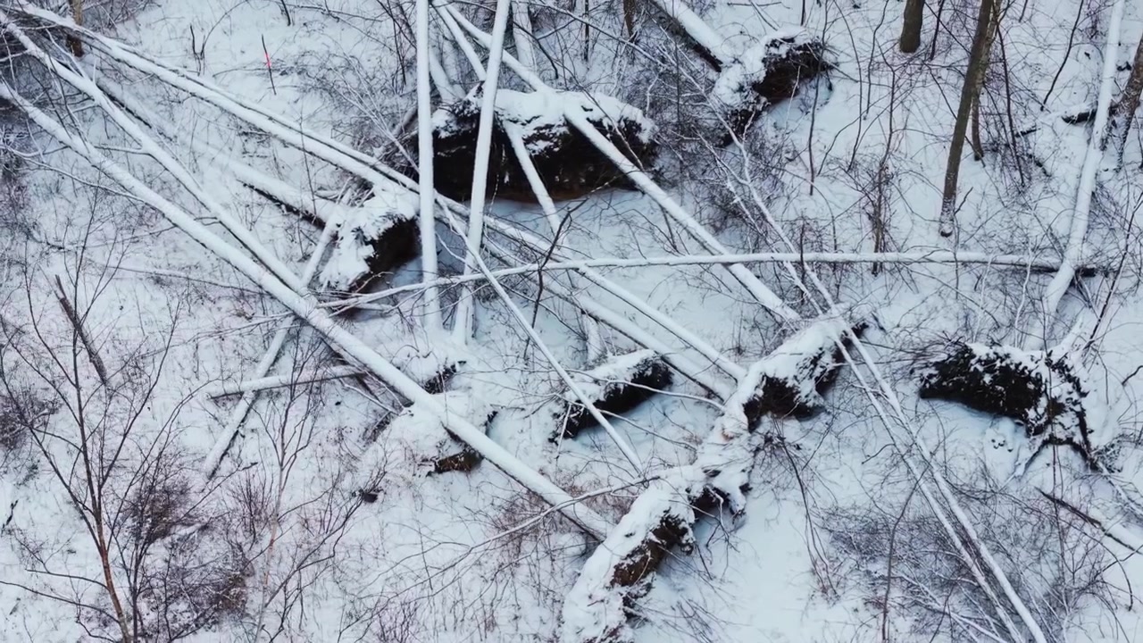 Veduta aerea invernale di tronchi caduti aggrovigliati che rivelano la forza di un grave sradicamento da vento