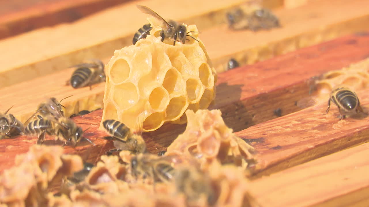 Bees working on honeycomb cells