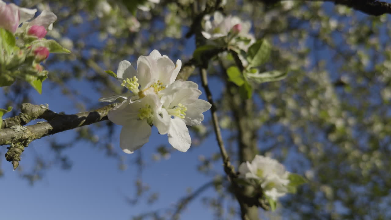 flor de árbol de manzana blanca cerca de la rama flor blanca día soleado