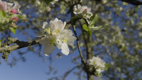 Manzano-Blanco-Flor-Cerrar-Rama-Flor-Blanca-Día-Soleado