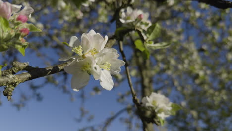 white apple tree flower close up branch white flower sunny day