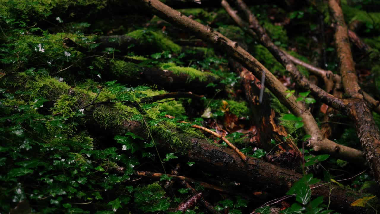 Ivy and moss covered forest ground hit by heavy rain