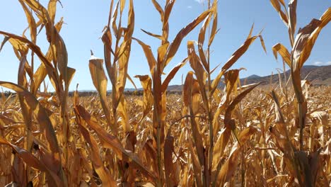 cerca de los tallos de maíz en otoño