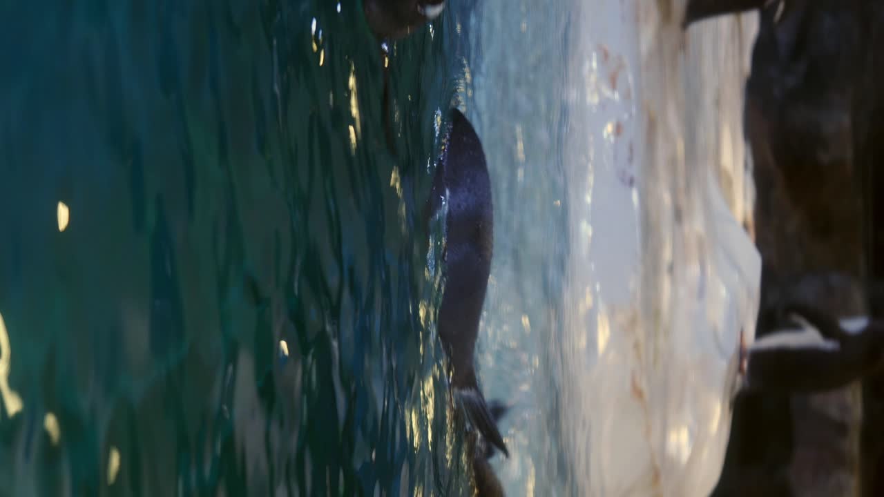 Penguins swimming in water