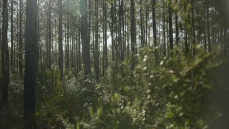 Slow-moving-shot-of-a-forest-around-midday