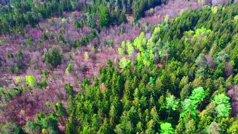 vivid aerial contrast of evergreen and deciduous trees in spring