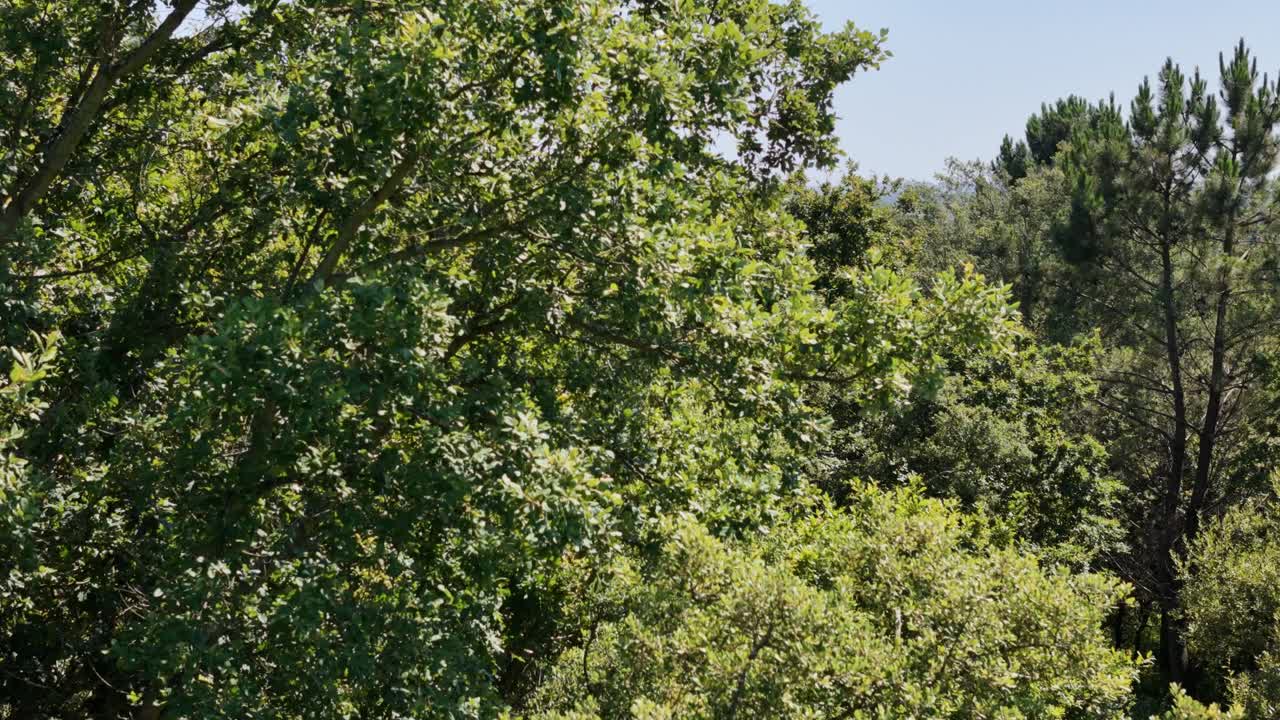 Revealing a city from the treeline