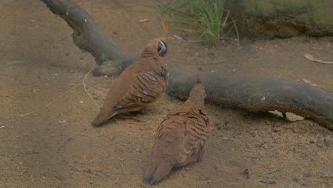 View-Of-Grooming-Spinifex-Pigeons-On-The-Ground---high-angle