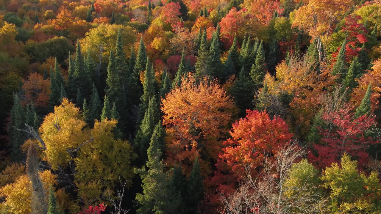 vuelo de drones sobre un bosque mixto con árboles de hoja caduca en colores otoñales y pinos que se elevan sobre ellos