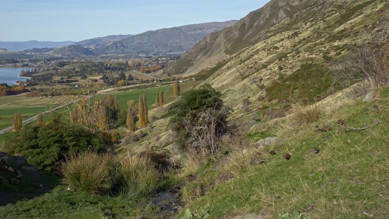 Birds Foraging In The Mountainside, Roys Peak, South Island, New Zealand