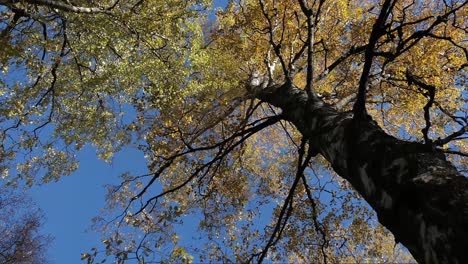 Colorido-Follaje-De-árboles-De-Otoño-Amarillo-Y-Cielo-Azul,-Mirando-Hacia-Arriba,-Tiro-En-Movimiento