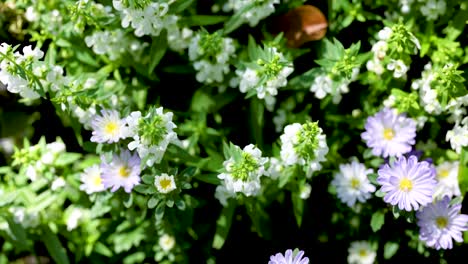 primer plano de las flores púrpuras y blancas