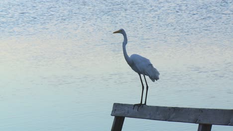 perca de garza junto a la orilla del lago en el refugio nacional de vida silvestre de blackwater cerca de cambridge, maryland, estados unidos